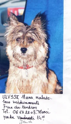 Chien perdu Cairn Terrier