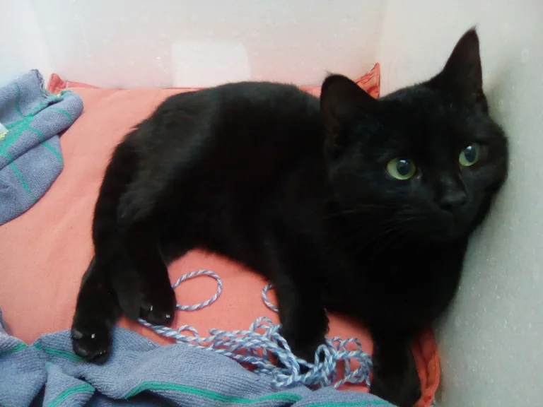 Chat trouvé