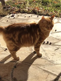 Chat trouvé Chat Tigre