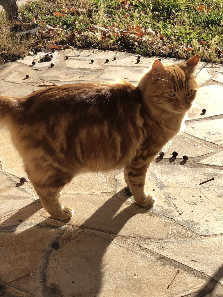 Chat trouvé