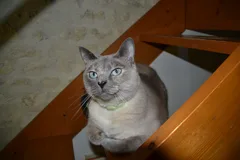 Chat perdu Croisé