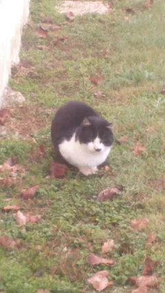 Chat trouvé Sans race particulière
