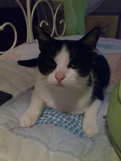 Chat perdu Européen