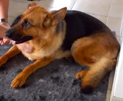 Chien perdu Berger Allemand