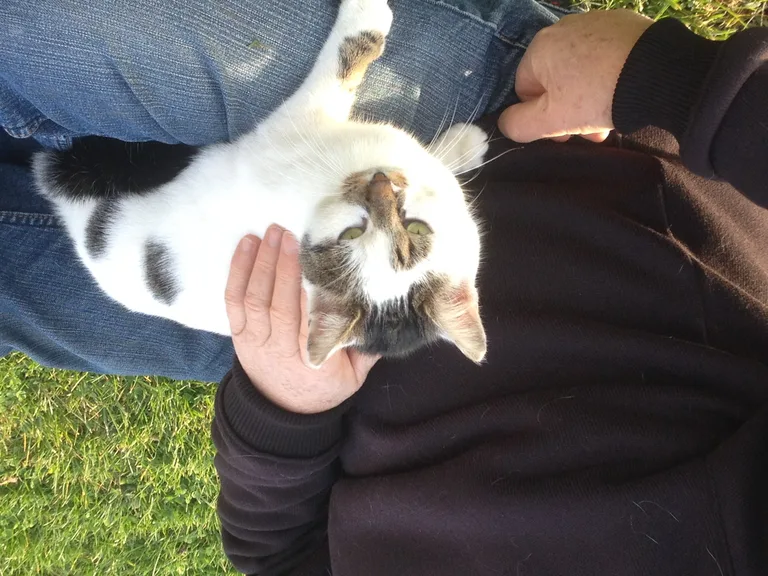 Chat trouvé