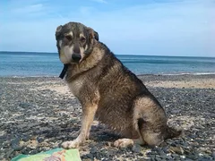 Chien perdu Chien Loup Tchècoslovaque