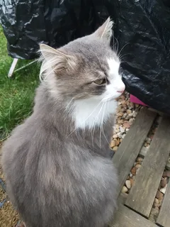 Chat trouvé Sans race particulière
