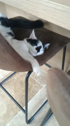 Chat perdu Européen