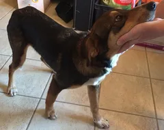 Chien trouvé Croisé