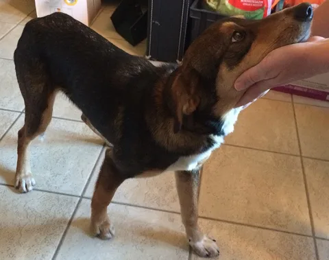 Chien trouvé