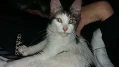 Chat trouvé Sans race particulière