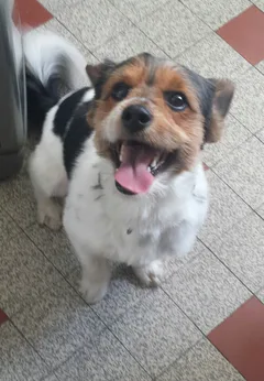 Chien trouvé Chien courant Suisse