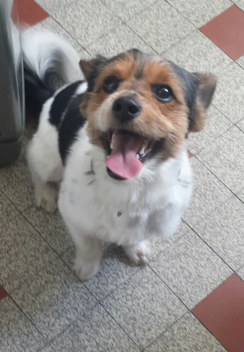 Chien trouvé