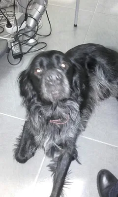 Chien trouvé Chien Courant