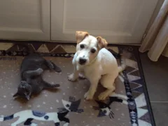 Chien perdu Parson Jack Russell