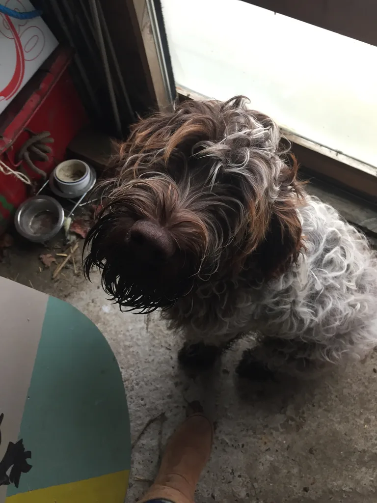 Chien trouvé