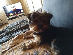 Chien perdu Yorkshire Terrier