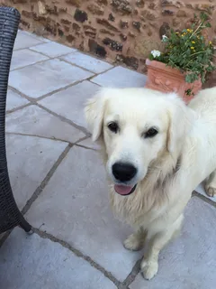 Chien perdu Golden-Retriever