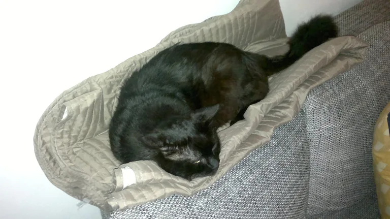 Chat trouvé