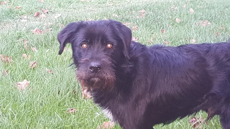 Chien trouvé