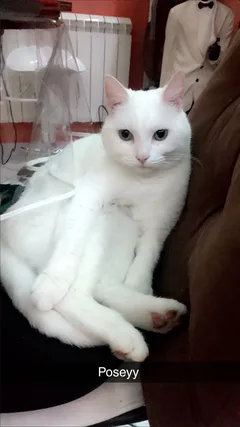 Chat perdu Européen