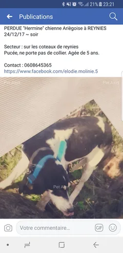 Chien perdu Ariégeois