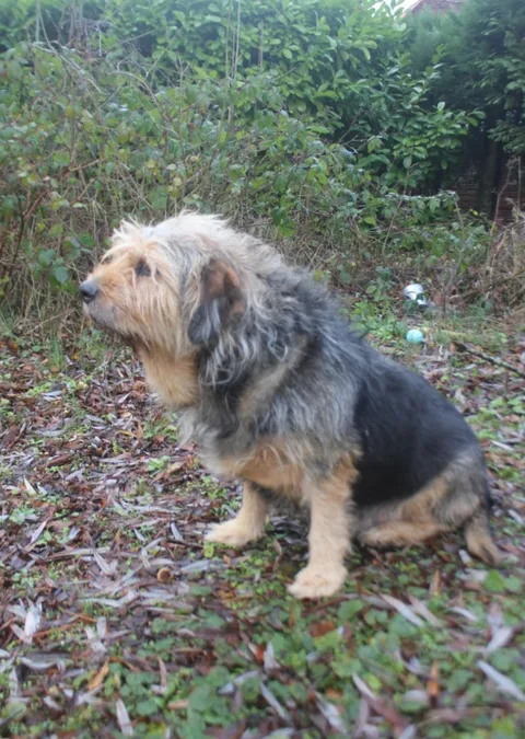 Chien trouvé