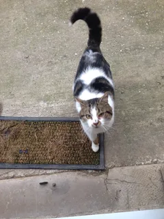 Chat trouvé Européen