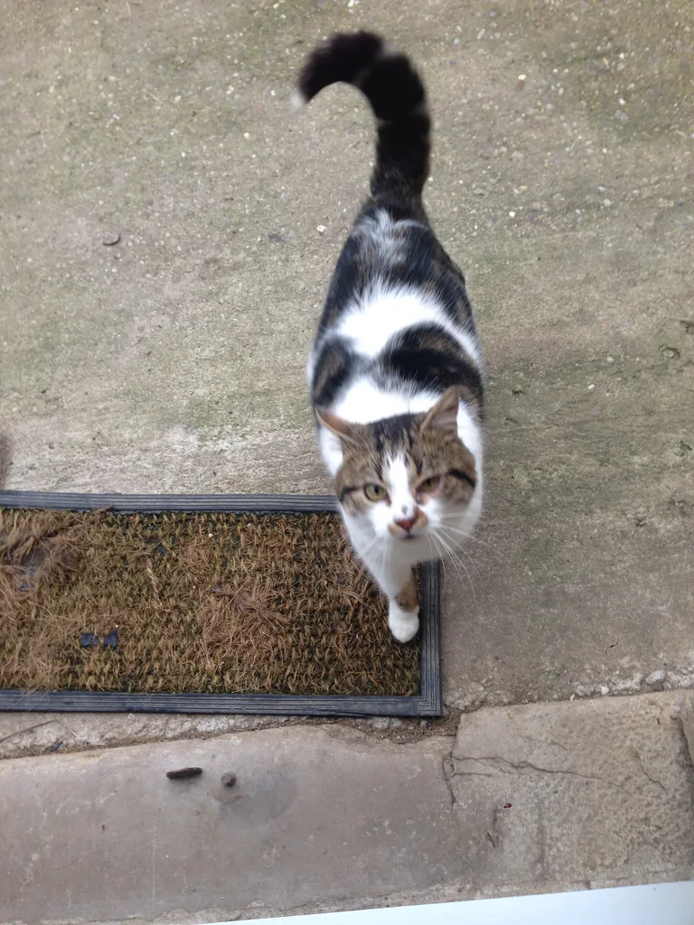 Chat trouvé