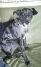 Chien perdu Border Collie
