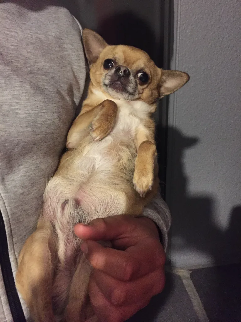 Chien trouvé