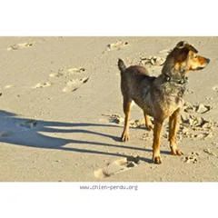 Chien perdu Chien d'Eau Portugais