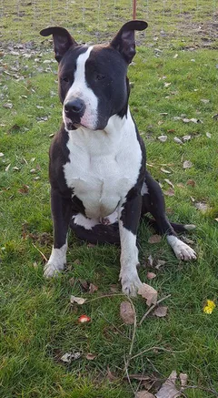 Chien perdu American-Staffordshire-Terrier