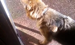 Chien trouvé Berger Allemand