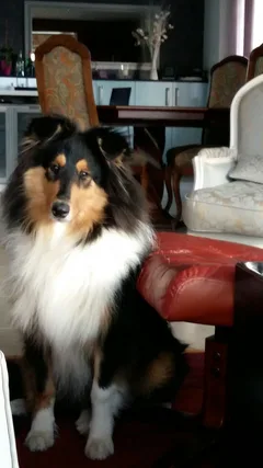 Chien perdu Colley