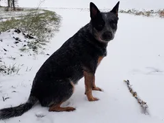 Chien perdu Bouvier Australien