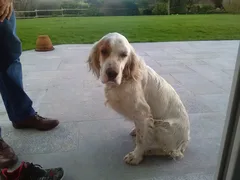 Chien trouvé Setter Anglais