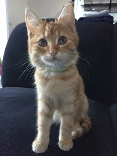 Chat perdu Chat Sauvage d'Europe
