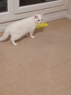Chat trouvé Sans race particulière
