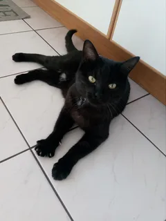 Chat perdu Européen