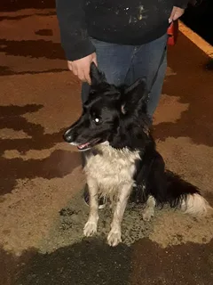 Chien trouvé Border Collie