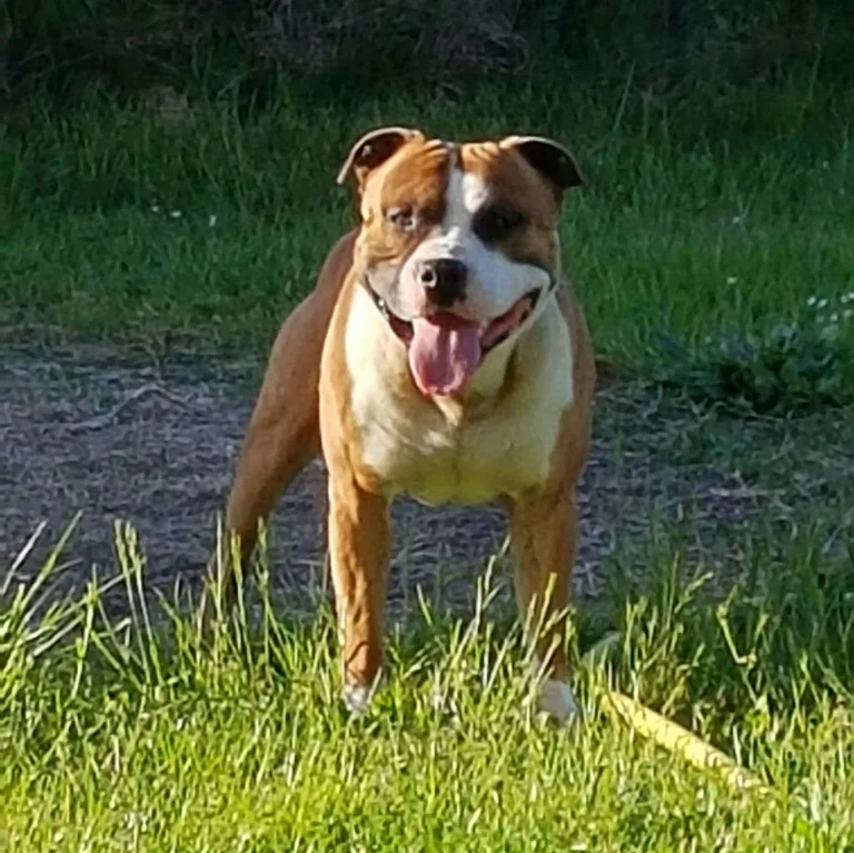 Jack