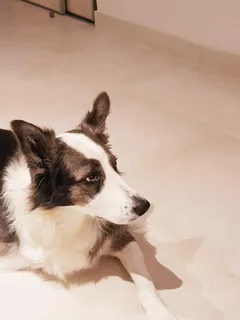 Chien perdu Border Collie