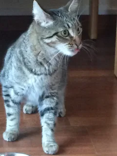 Chat trouvé Chat Tigre
