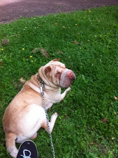 Chien perdu Shar-Pei