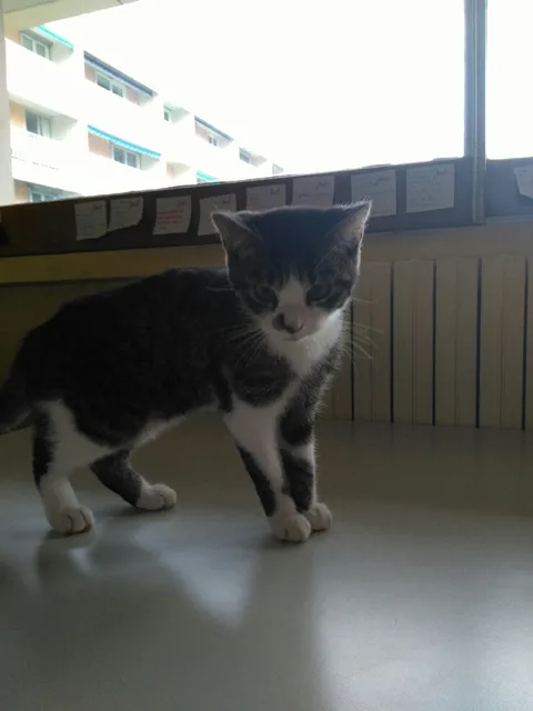 Chat trouvé