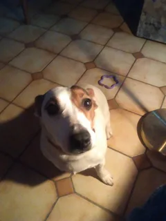 Chien perdu Jack-Russell-Terrier