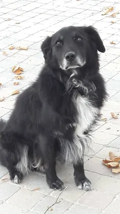 Chien perdu Bearded Collie