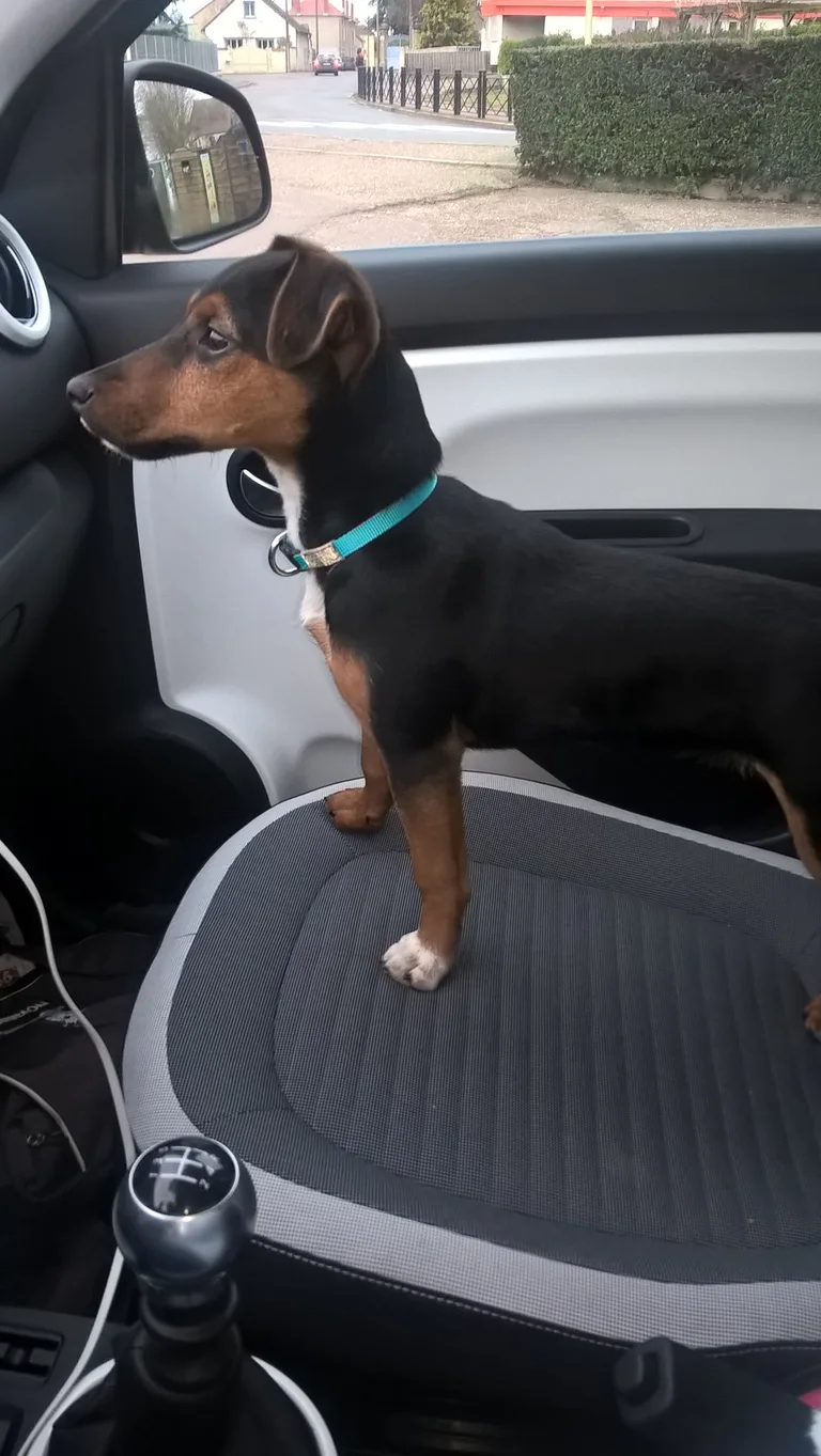 Chien trouvé