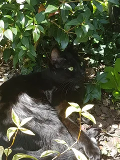 Chat perdu Chat Sauvage d'Europe